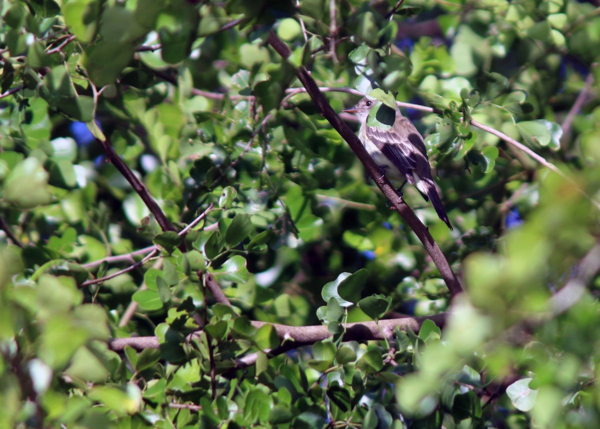 Yucatan Flycatcher - ML618260696