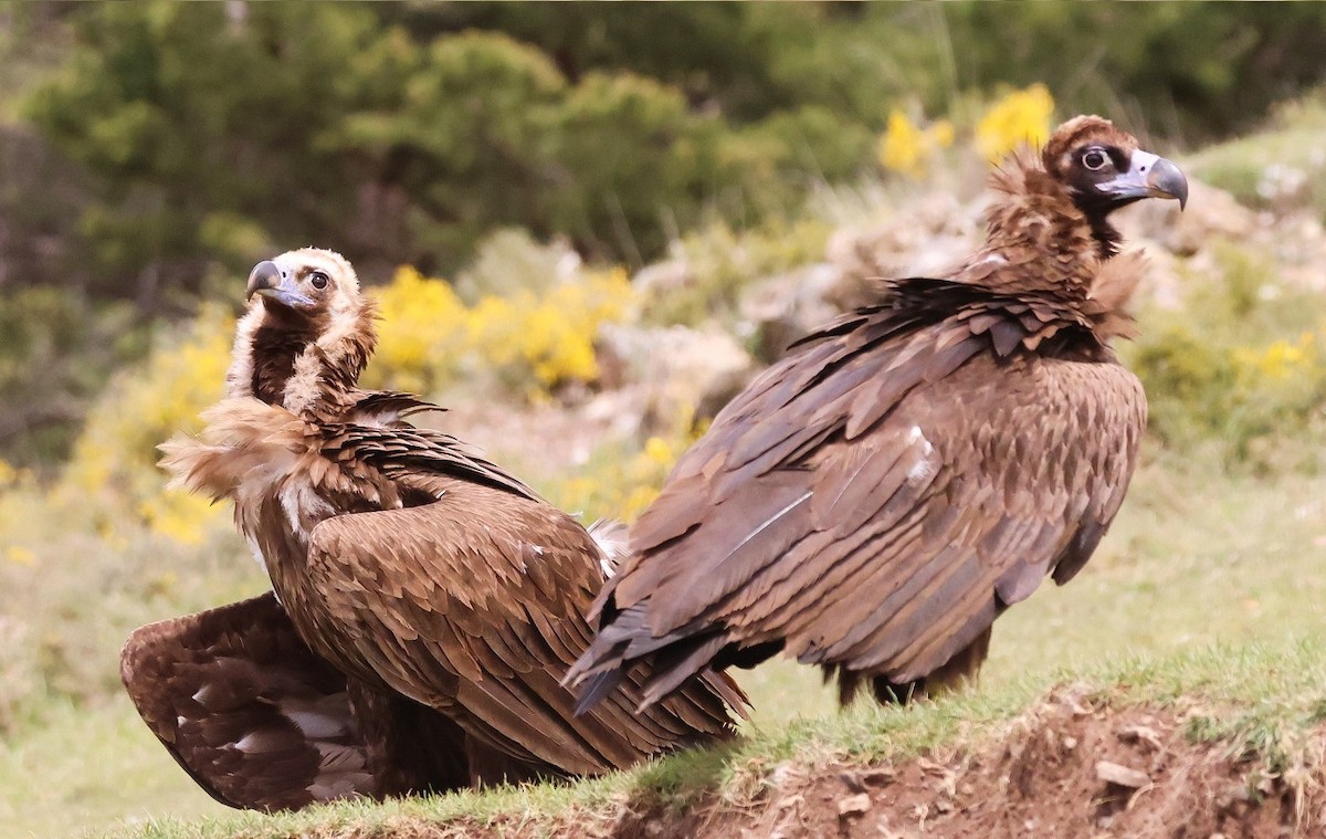 Cinereous Vulture - ML618260697