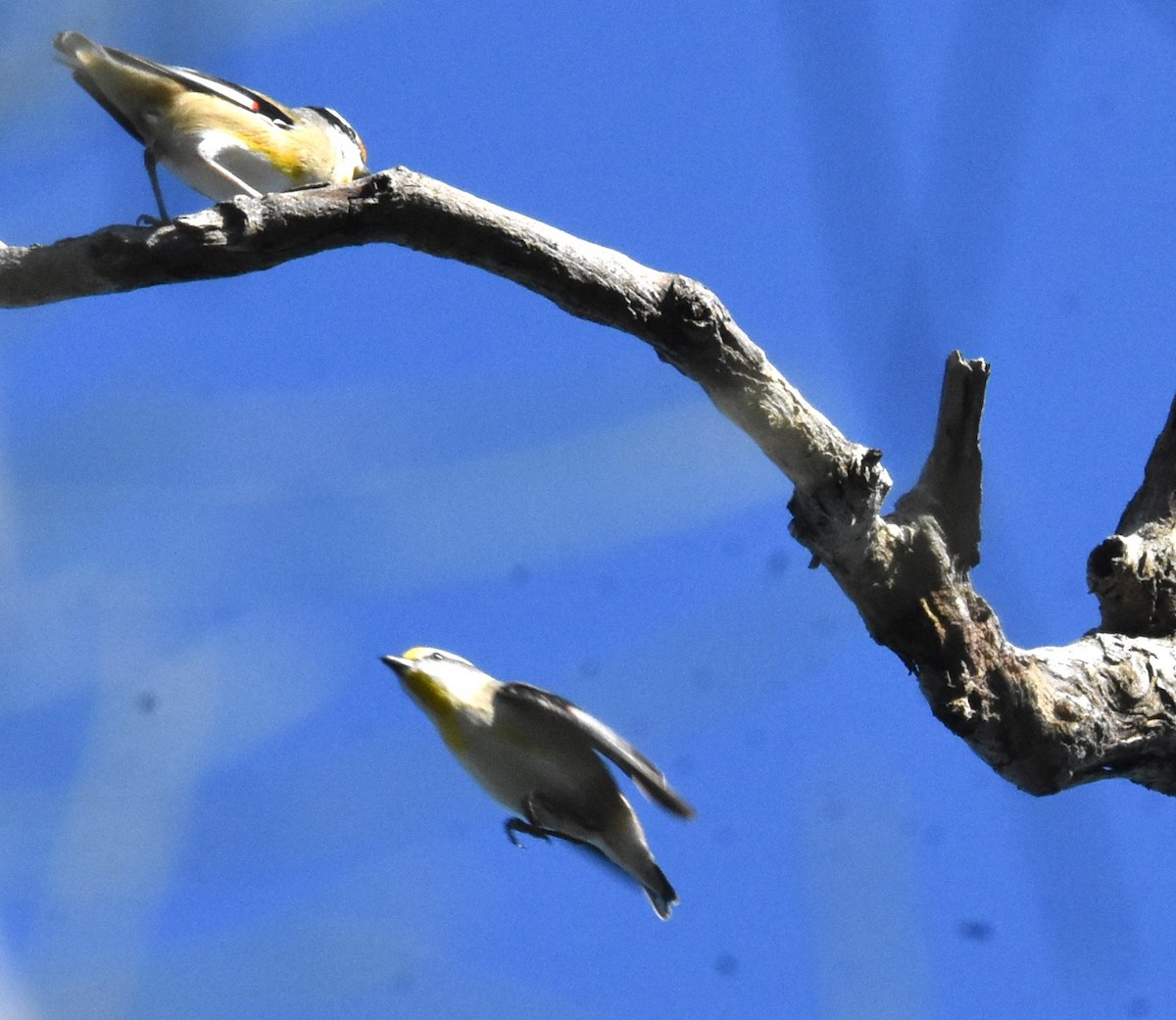 Striated Pardalote - Mark Tarnawski