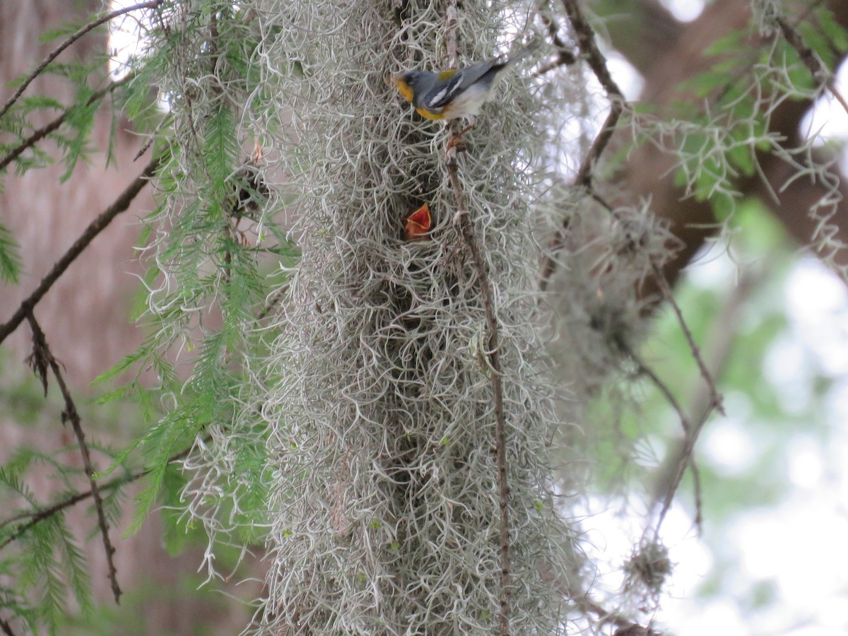 Northern Parula - Tanner Shepard