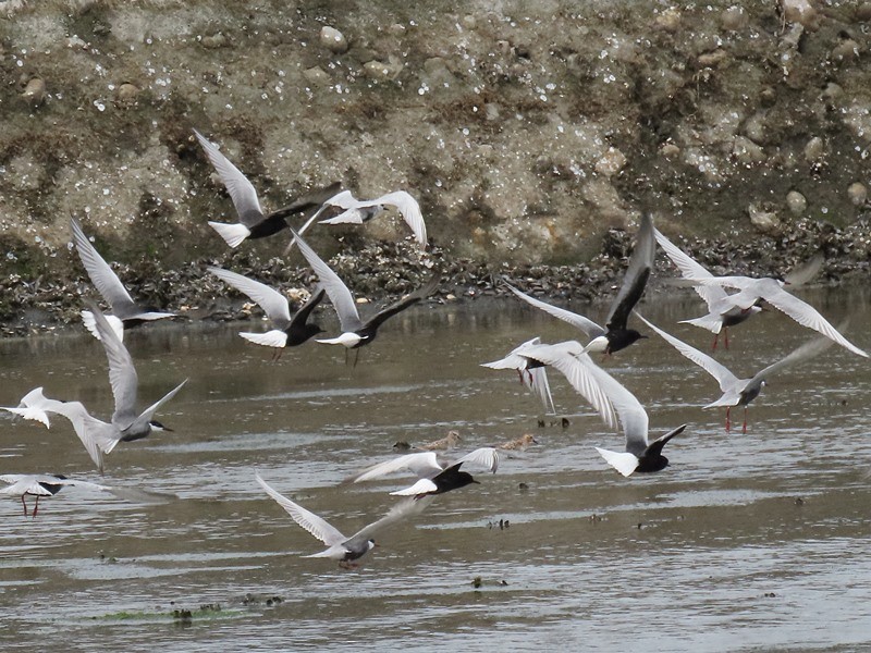 White-winged Tern - ML618260722