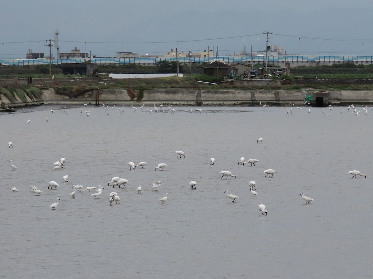 Black-faced Spoonbill - ML618260727