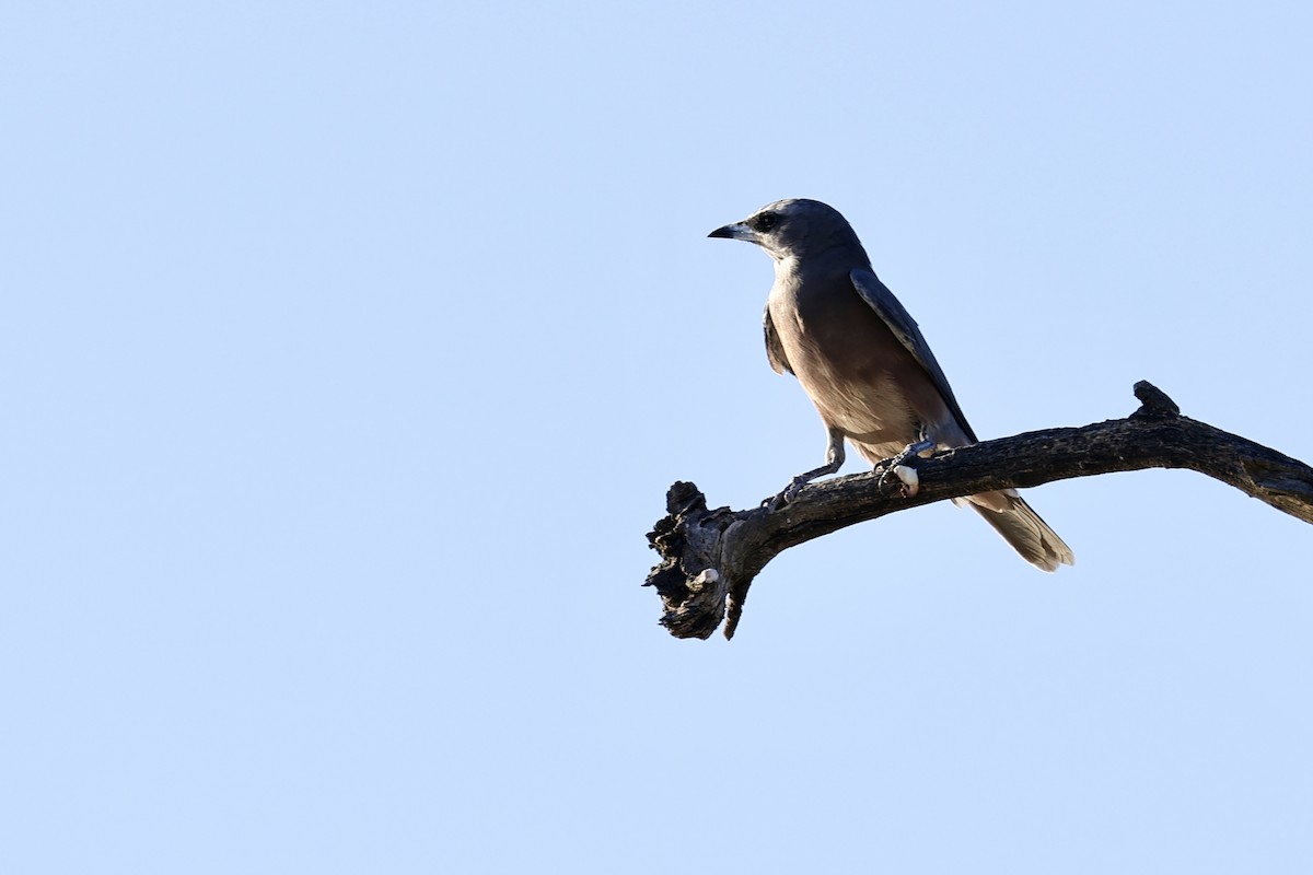 White-browed Woodswallow - Anonymous