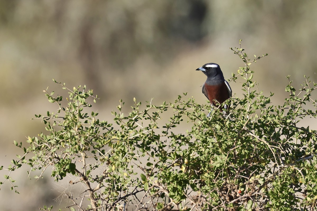 White-browed Woodswallow - Anonymous