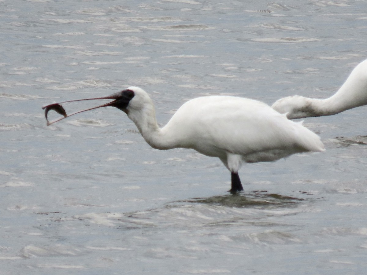 Black-faced Spoonbill - ML618260734