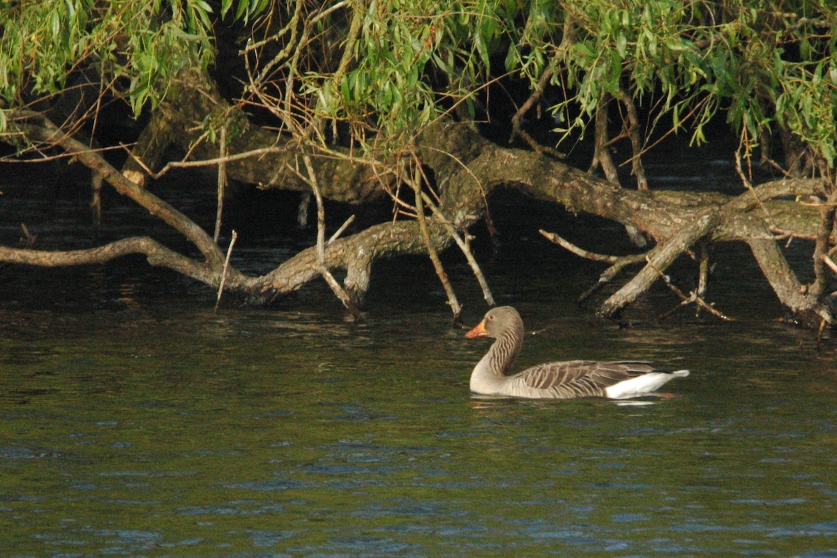 Graylag Goose - ML618260753