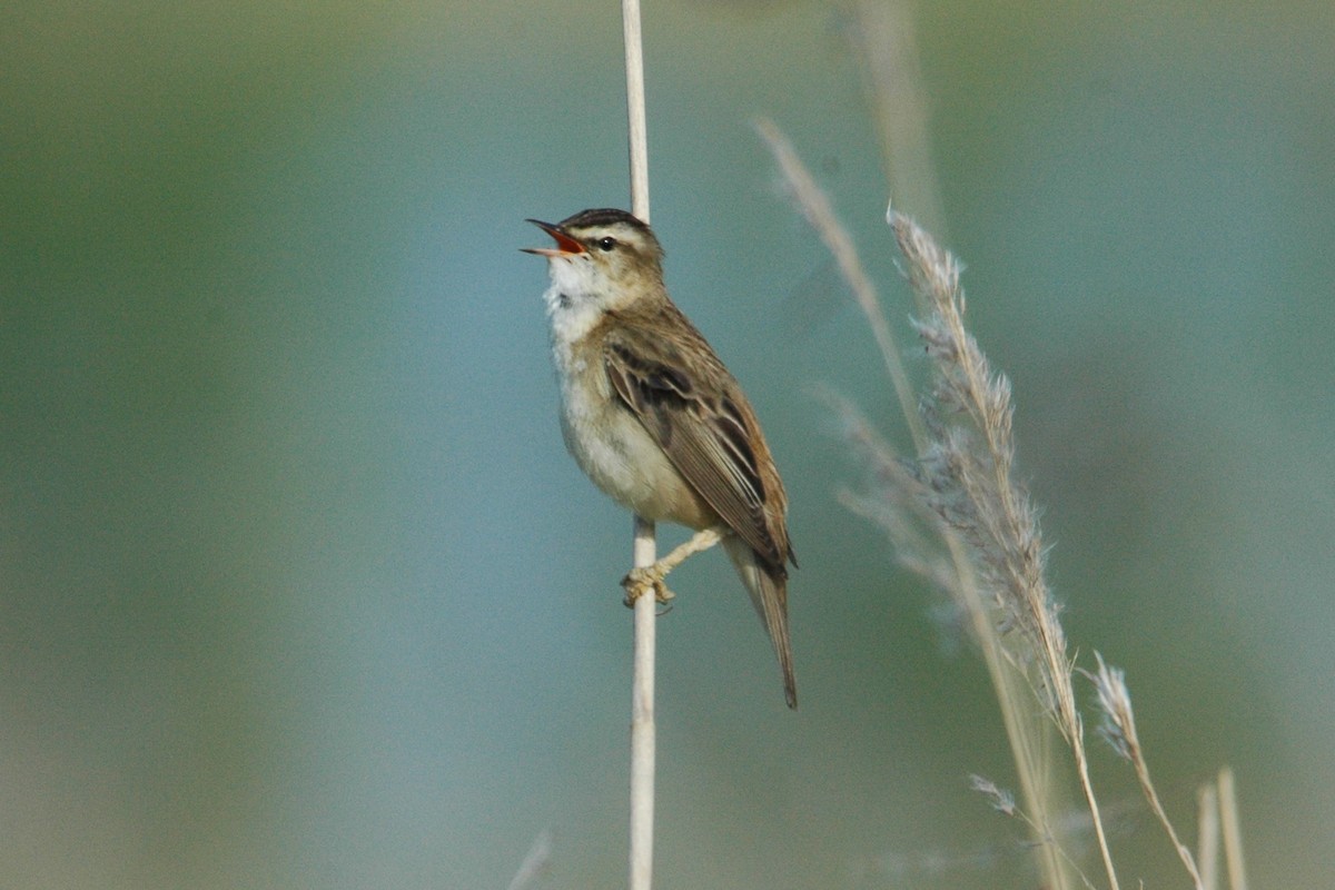 Sedge Warbler - Jens Groth