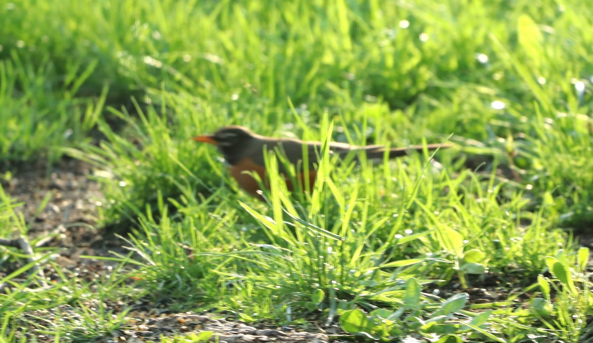 American Robin - Charlotte Croshaw