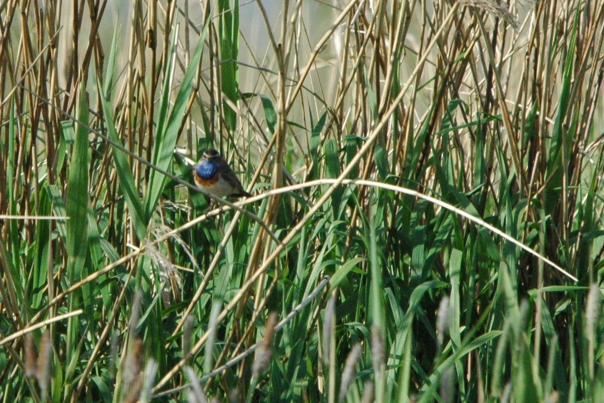 Bluethroat - ML618260836