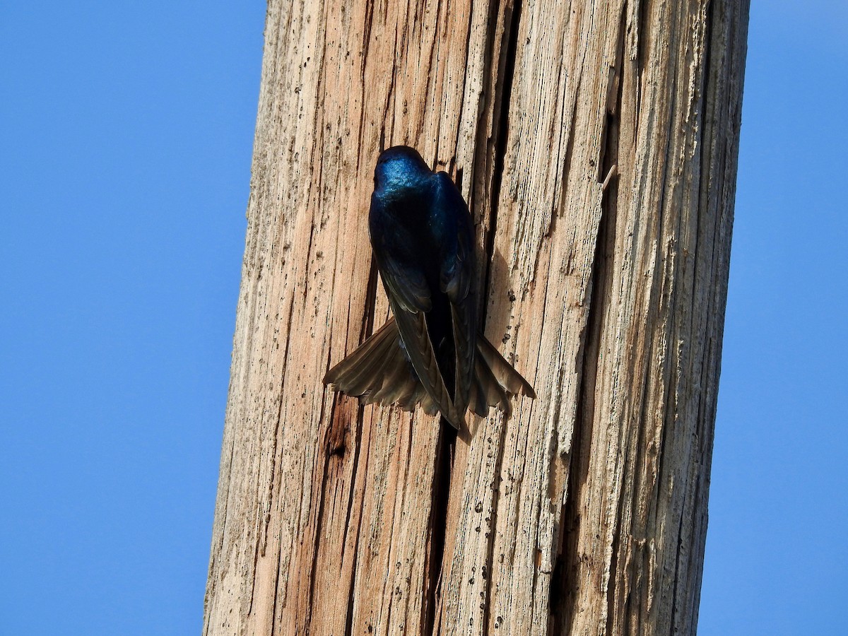 Tree Swallow - Dede Kotler