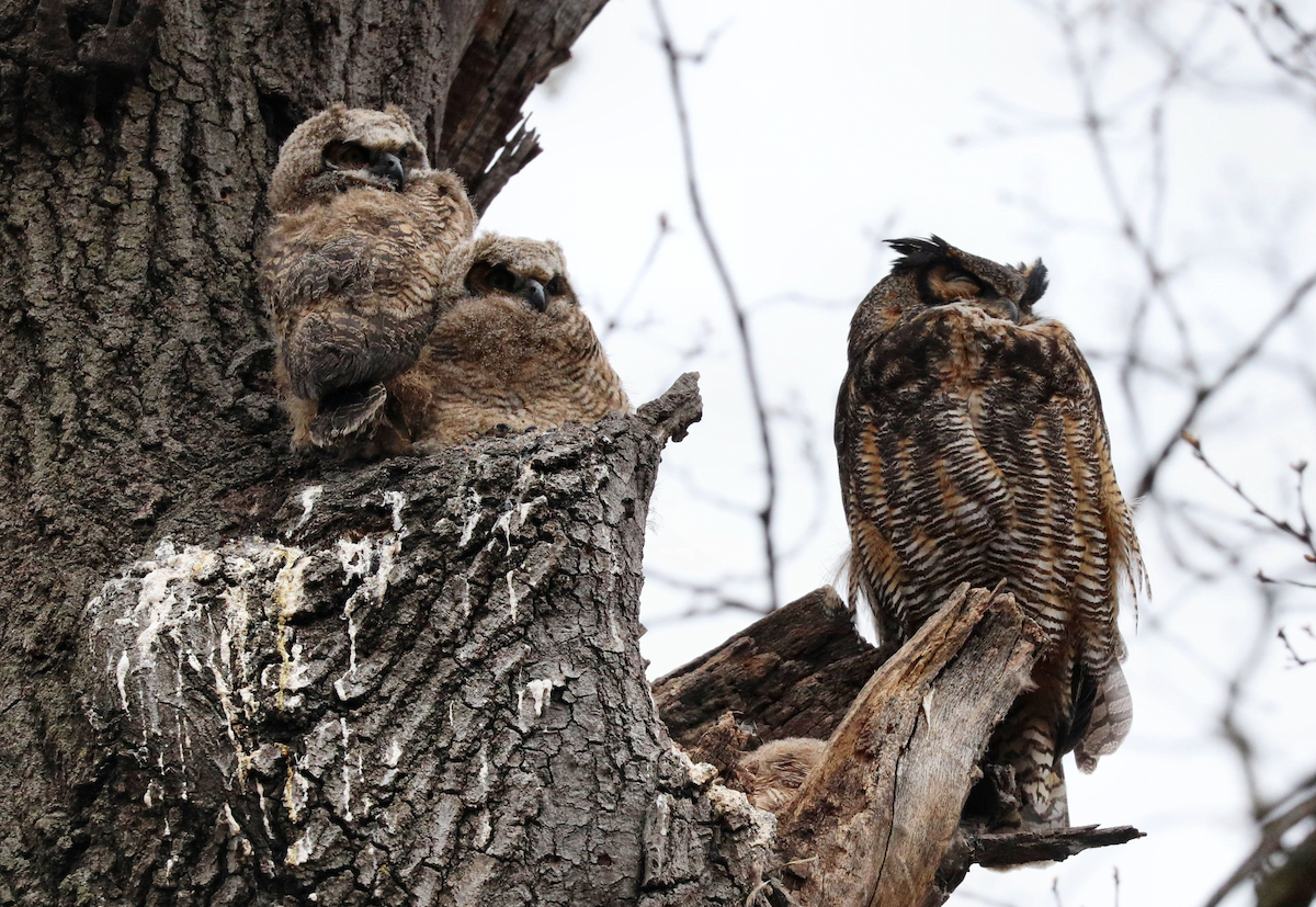 Great Horned Owl - Grace Green