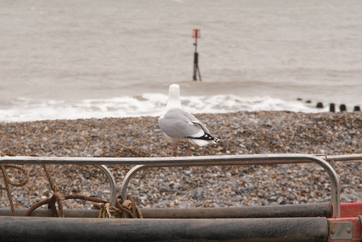 Herring Gull - Petr Pivoda