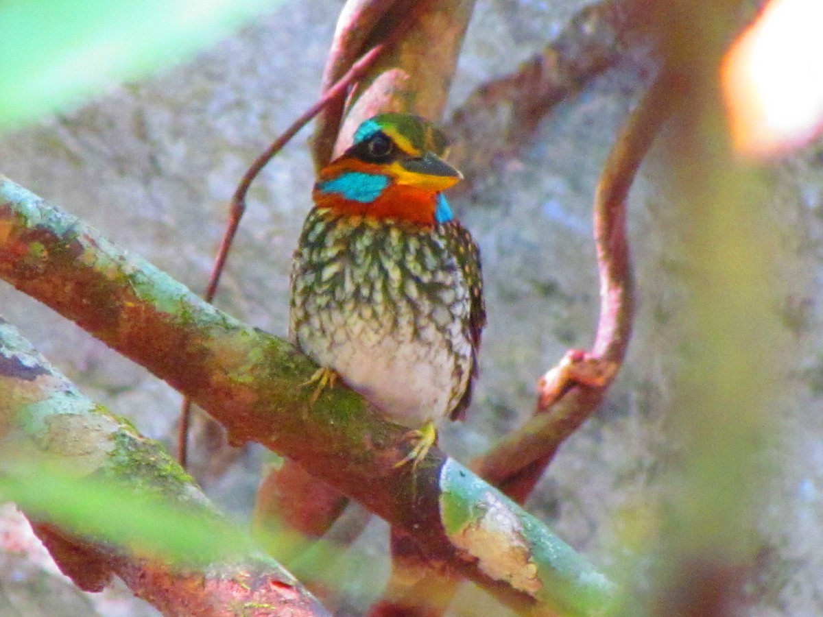 Spotted Kingfisher - Linda Gocon
