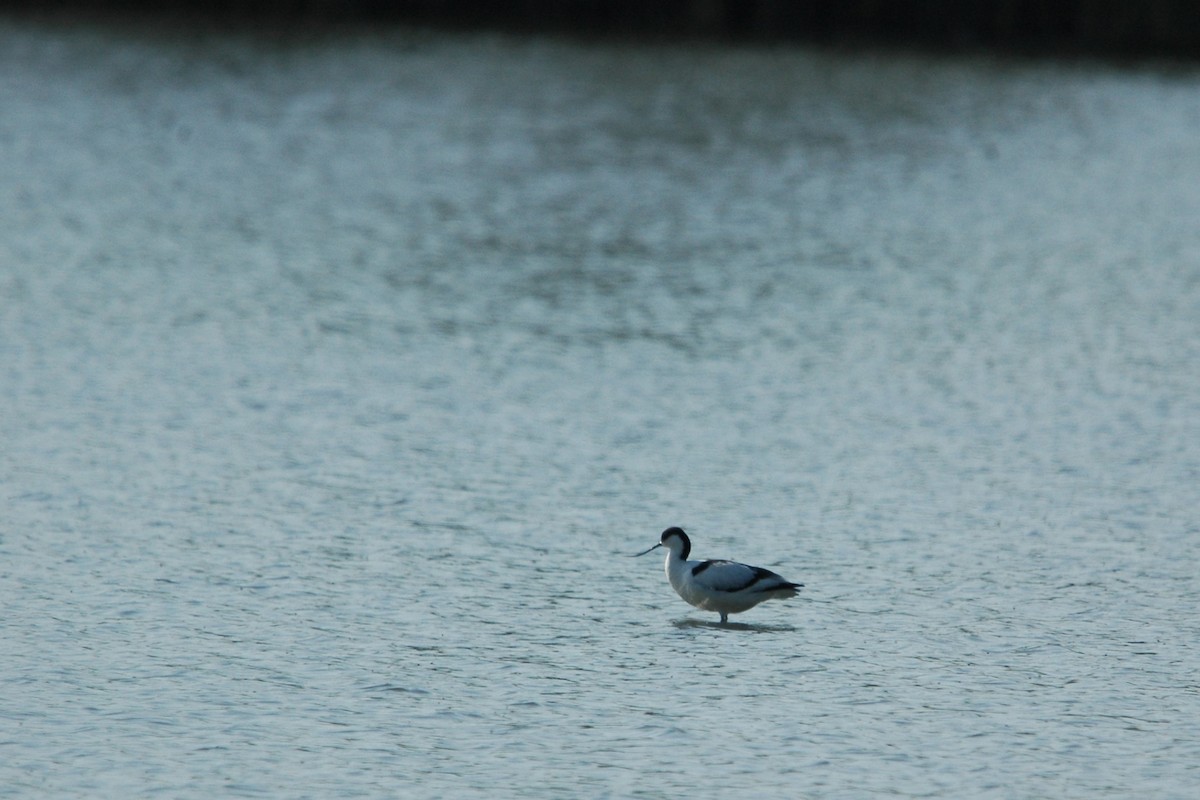 Avocette élégante - ML618260865