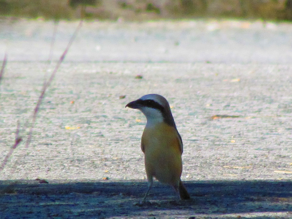 Brown Shrike - Linda Gocon