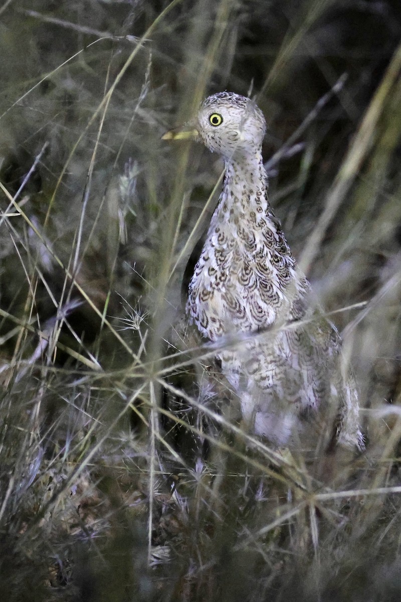 Plains-wanderer - ML618260890