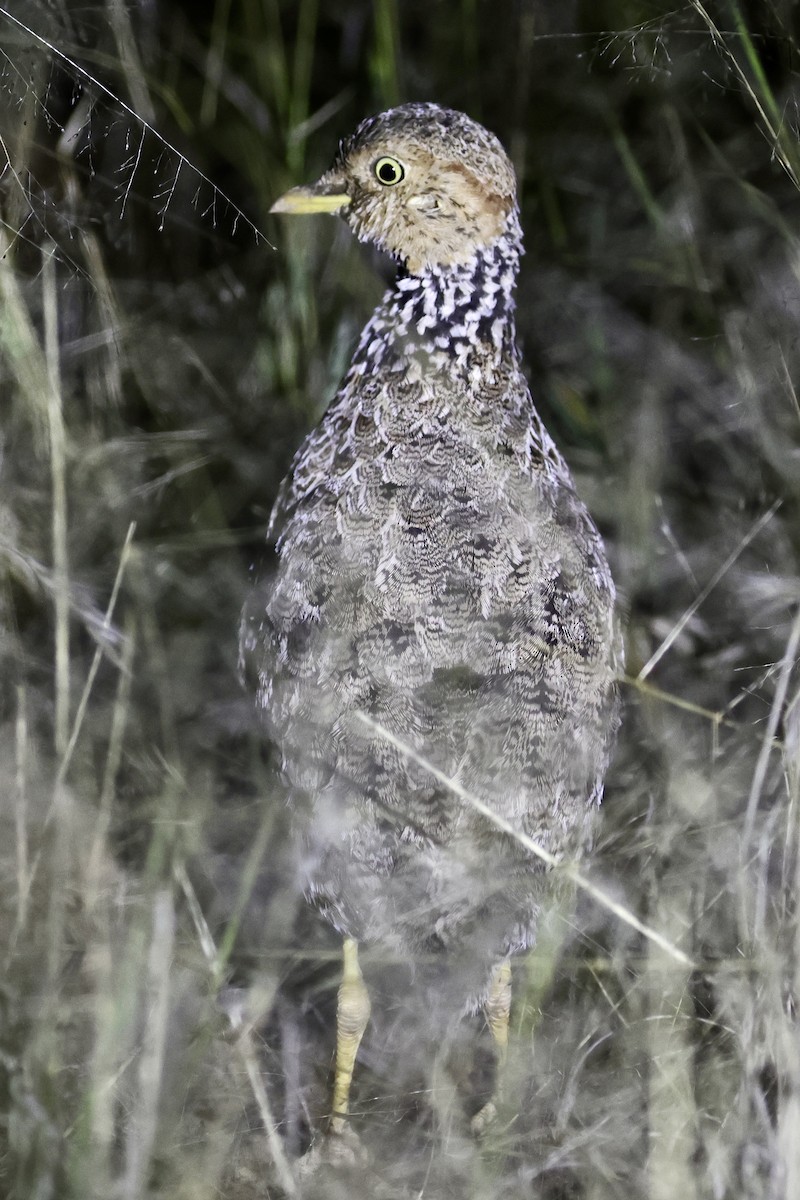 Plains-wanderer - ML618260891