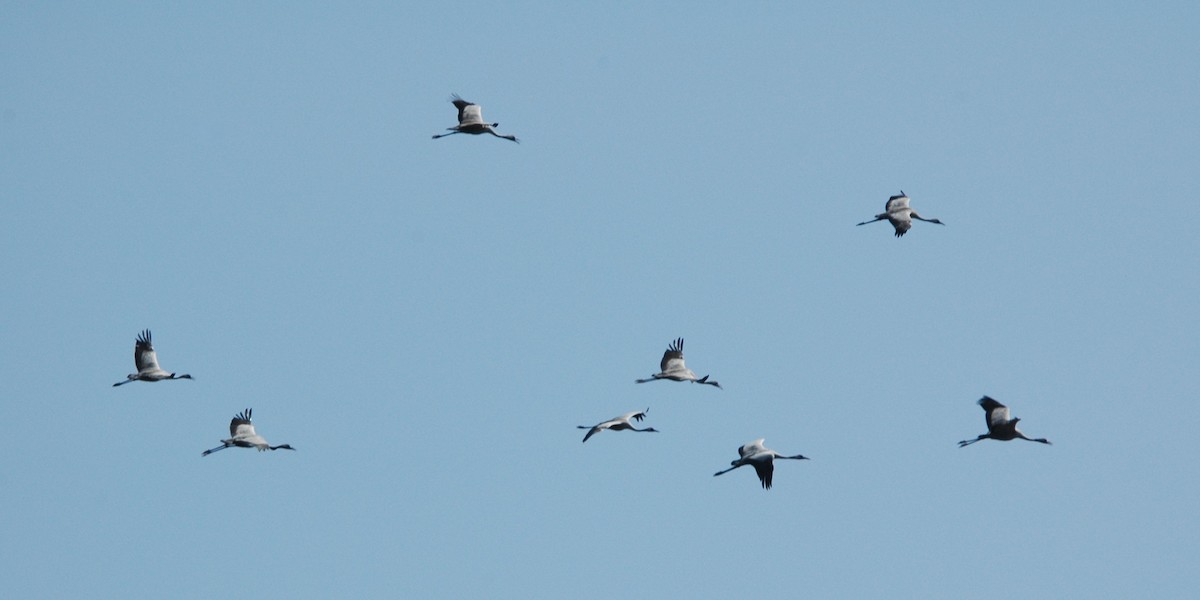 Common Crane - ML618260904