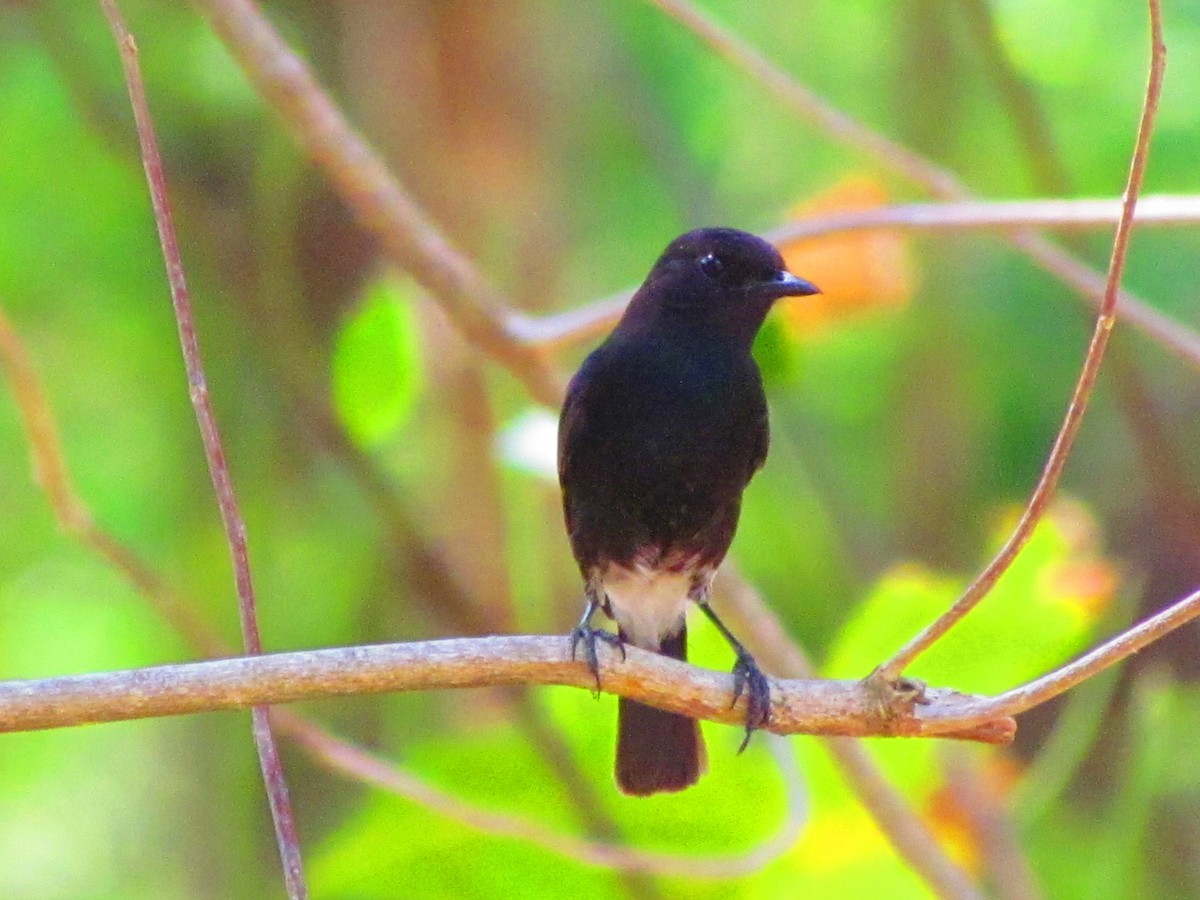 Pied Bushchat - Linda Gocon