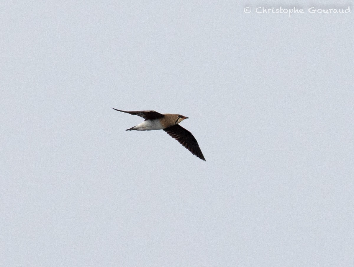 Oriental Pratincole - Christophe Gouraud