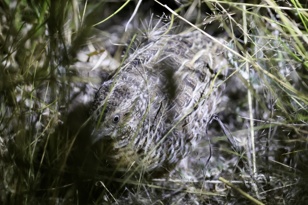 Red-chested Buttonquail - Anonymous