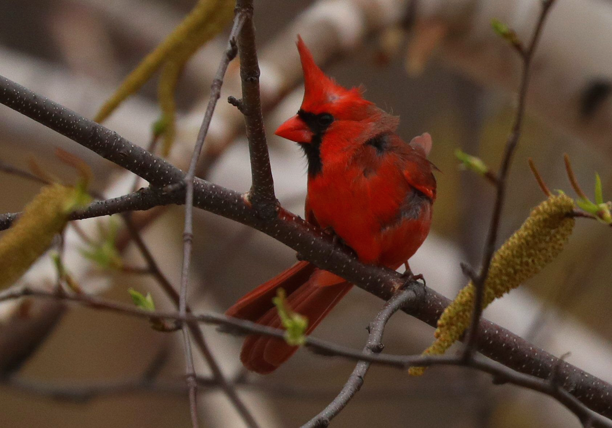 Northern Cardinal - Grace Green