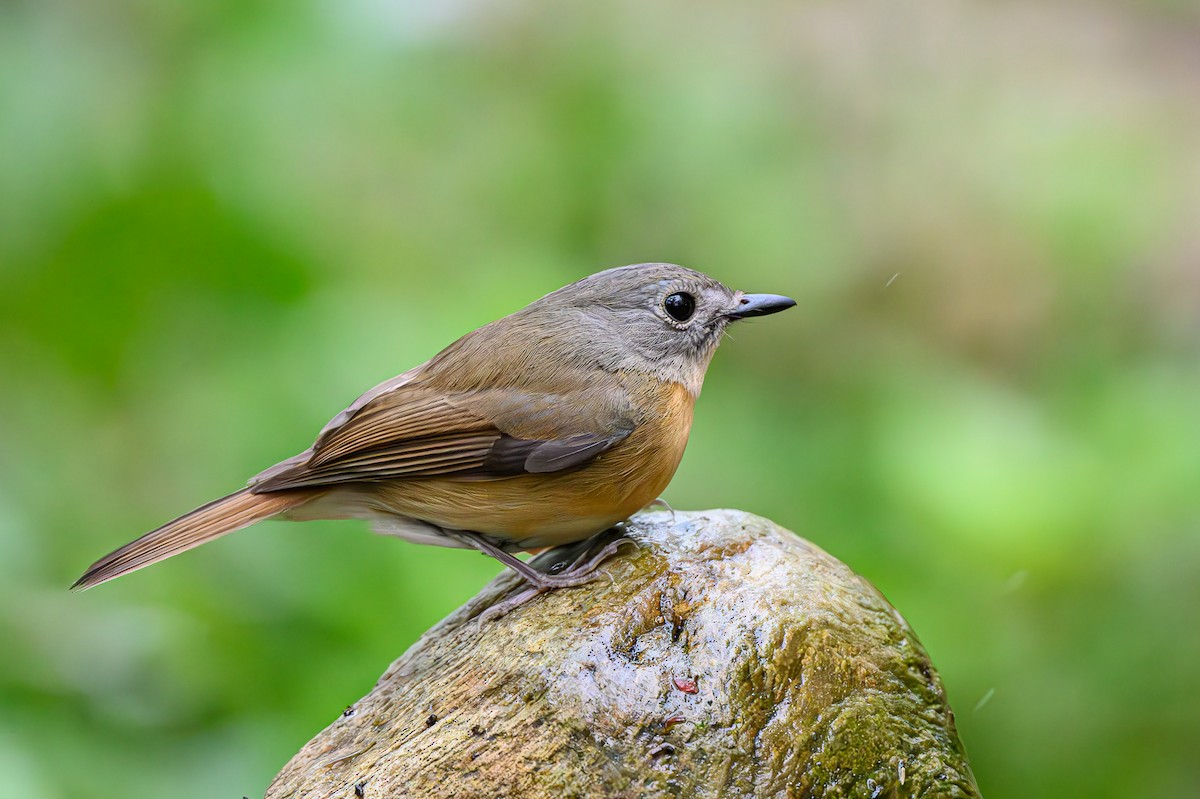 Pale-chinned Flycatcher - ML618260991