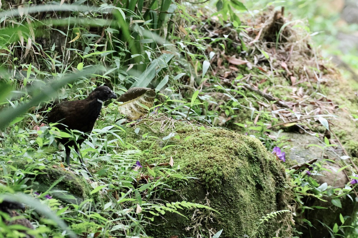 Black-breasted Wood-Quail - Olivier Langrand