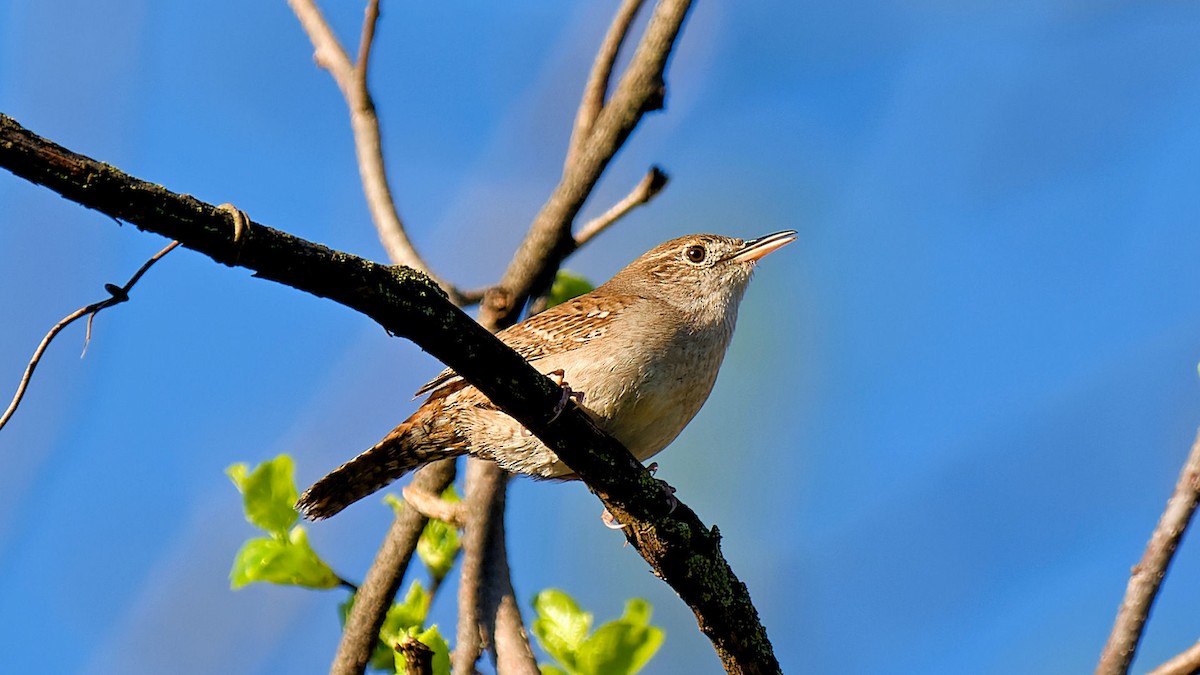 House Wren - Craig Becker