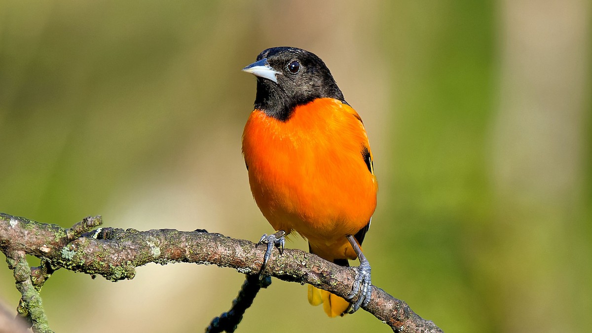 Baltimore Oriole - Craig Becker