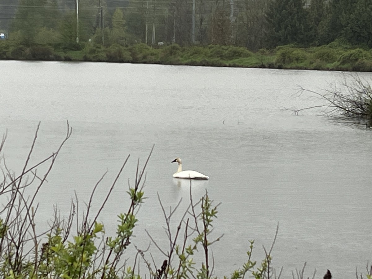 Trumpeter/Tundra Swan - ML618261024