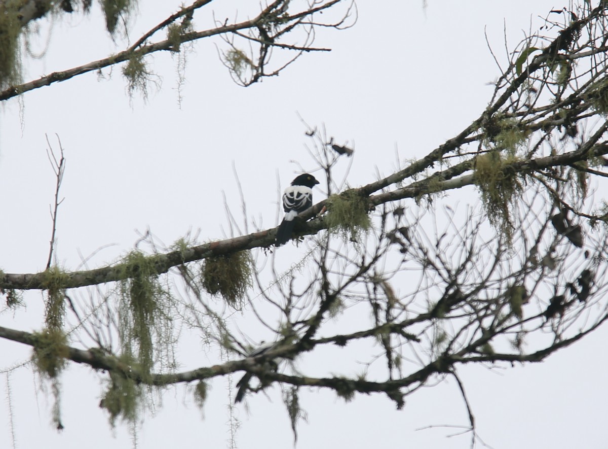 Magpie Tanager - Desmond Allen