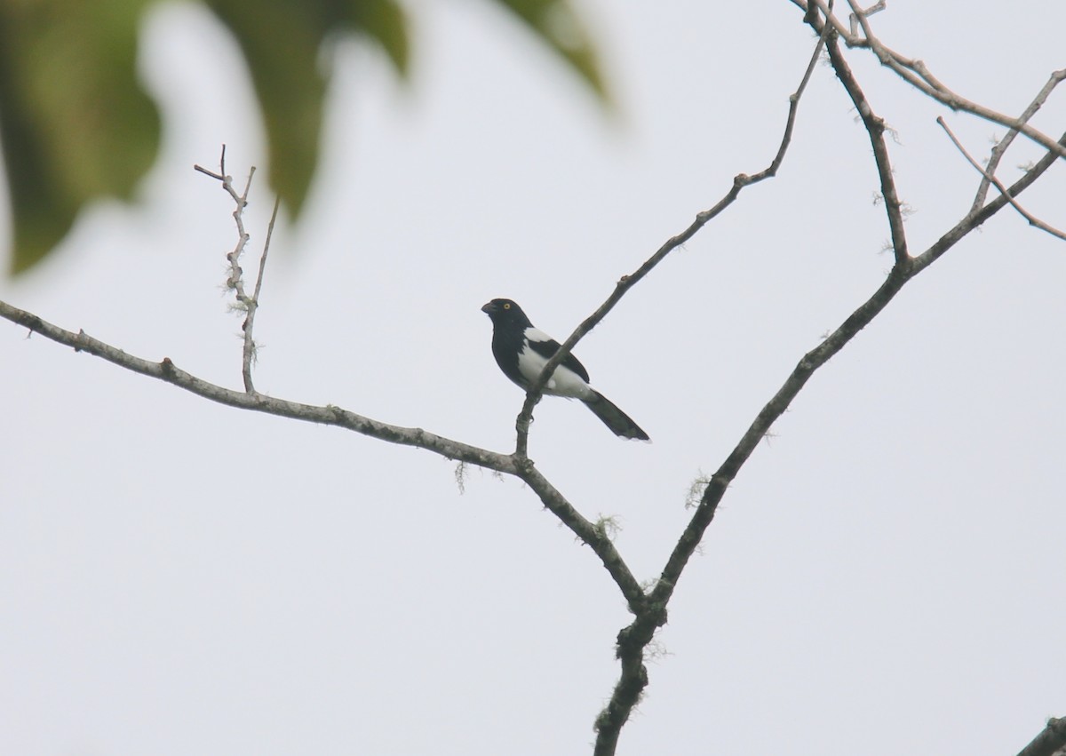 Magpie Tanager - Desmond Allen