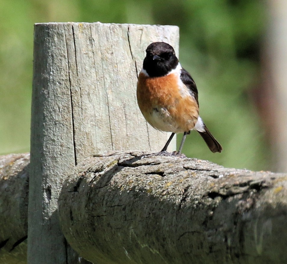 European Stonechat - ML618261037