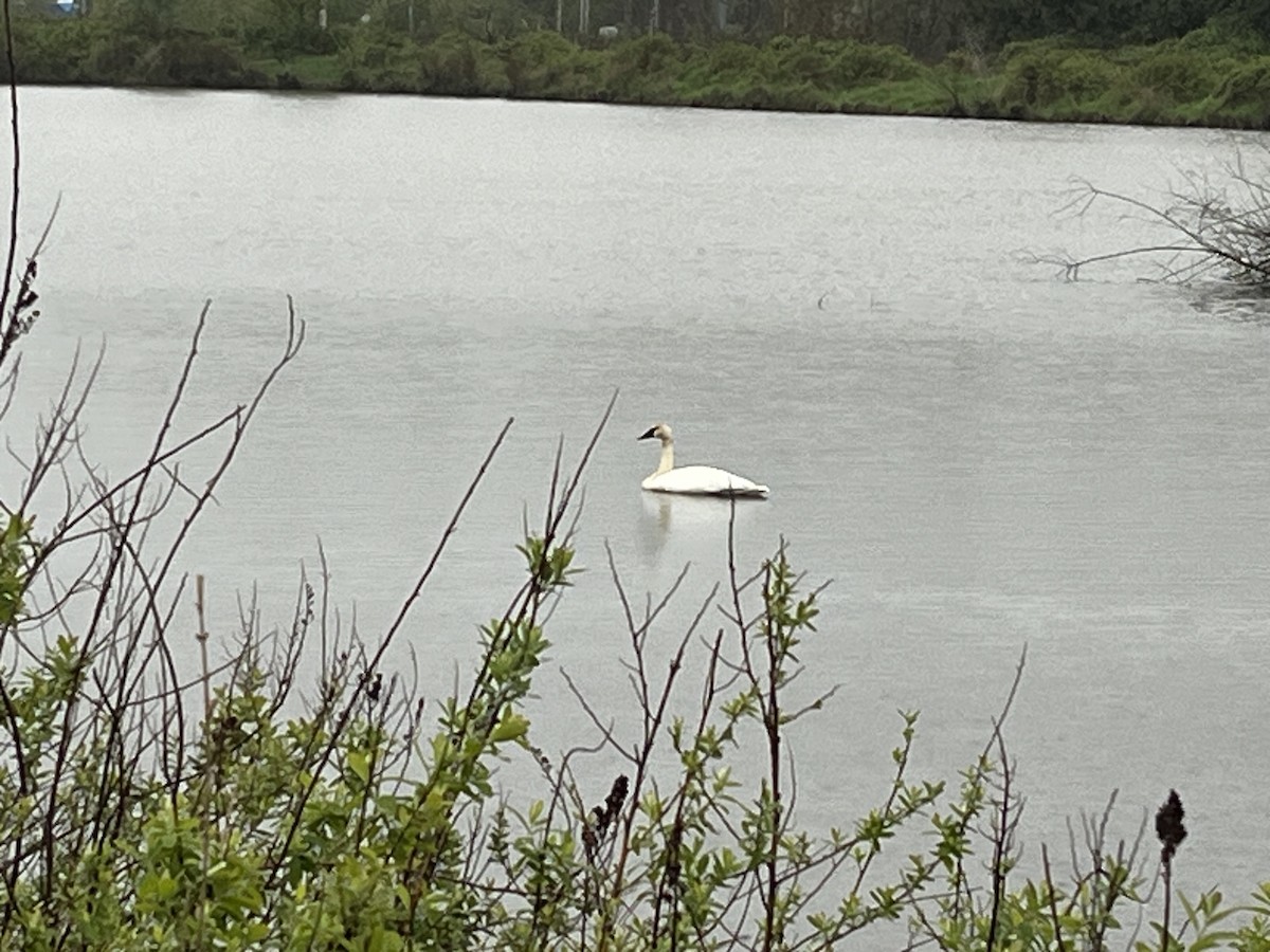 Trumpeter/Tundra Swan - ML618261056
