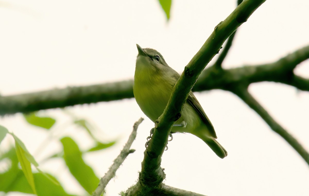 Philadelphia Vireo - Jane Mygatt