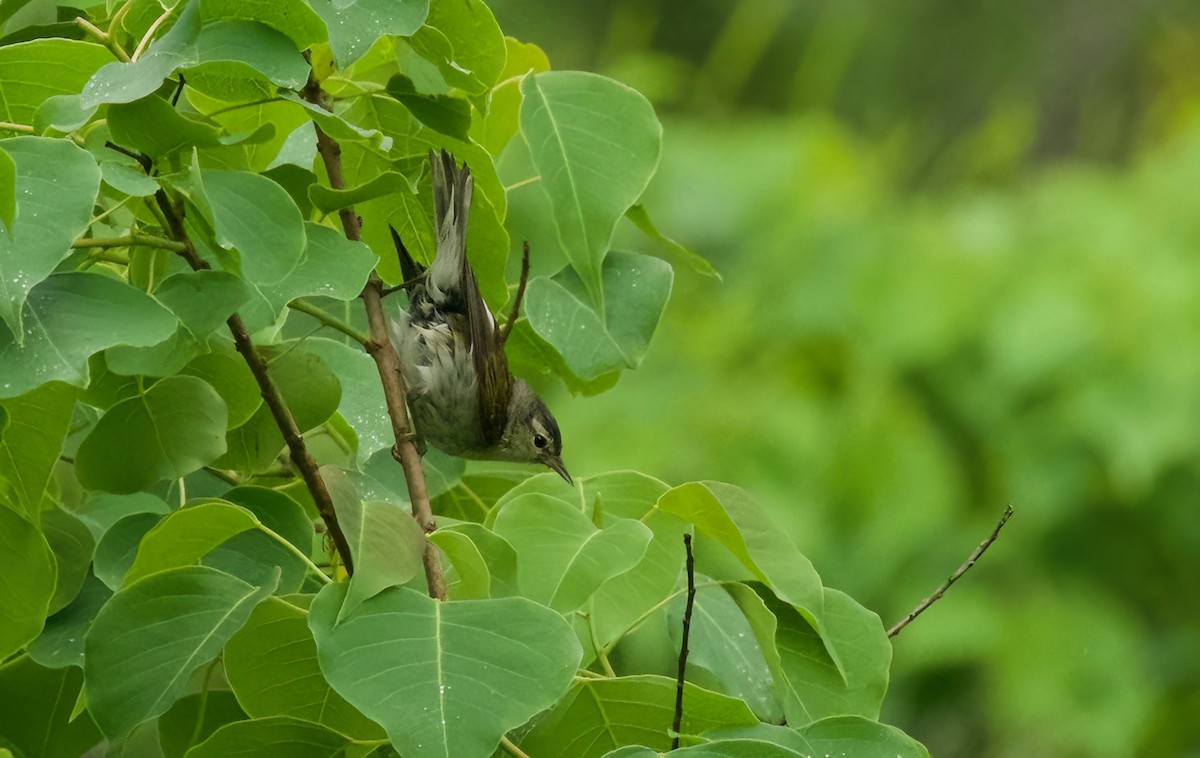 Tennessee Warbler - Jane Mygatt