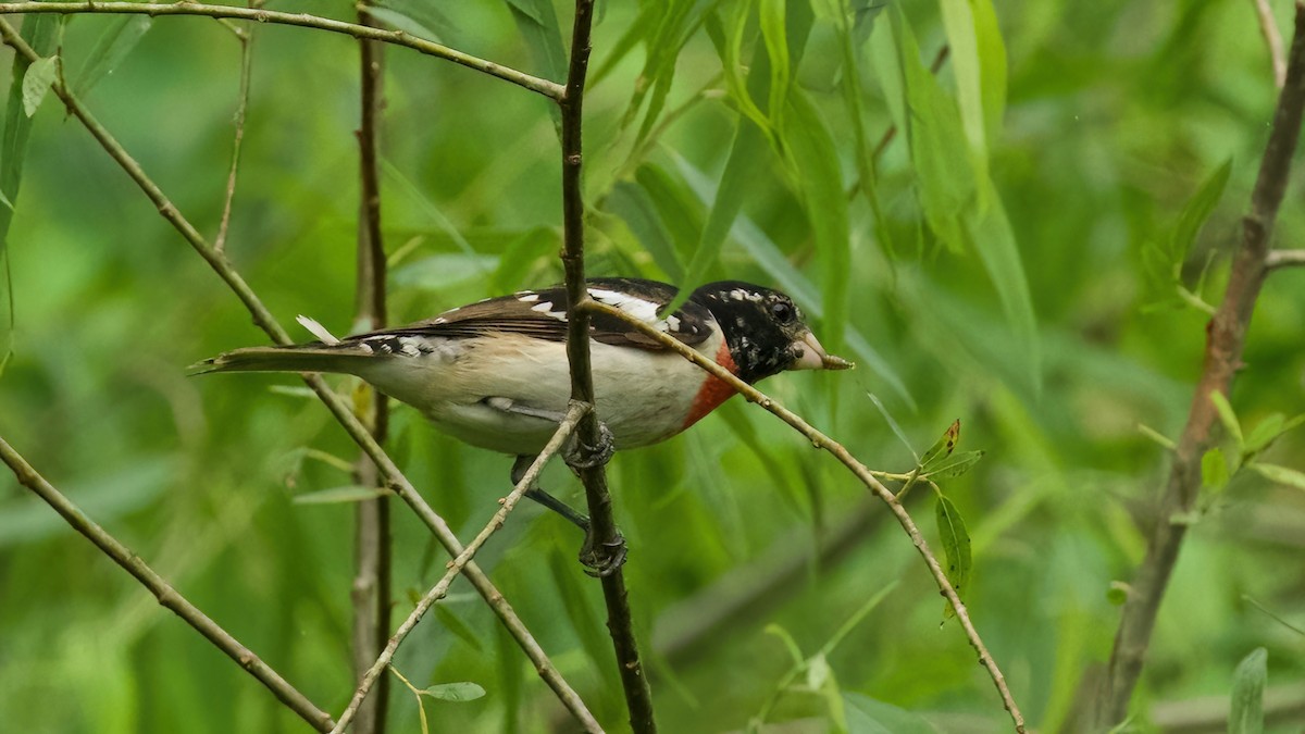 Rose-breasted Grosbeak - Jane Mygatt