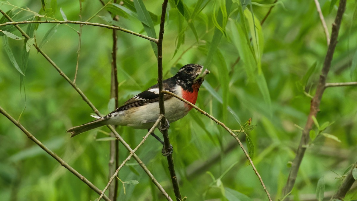 Rose-breasted Grosbeak - Jane Mygatt