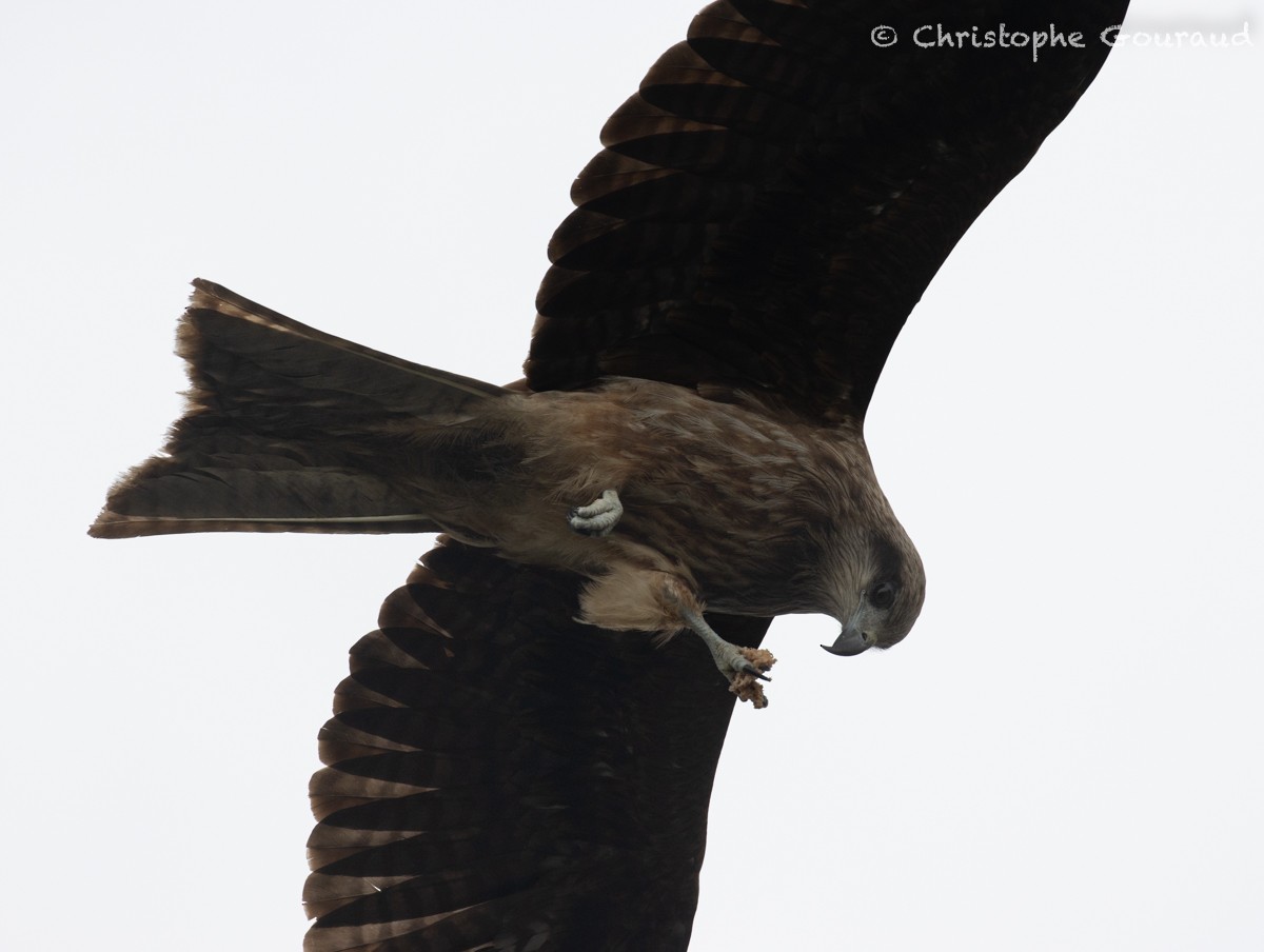 Black Kite (Black-eared) - Christophe Gouraud