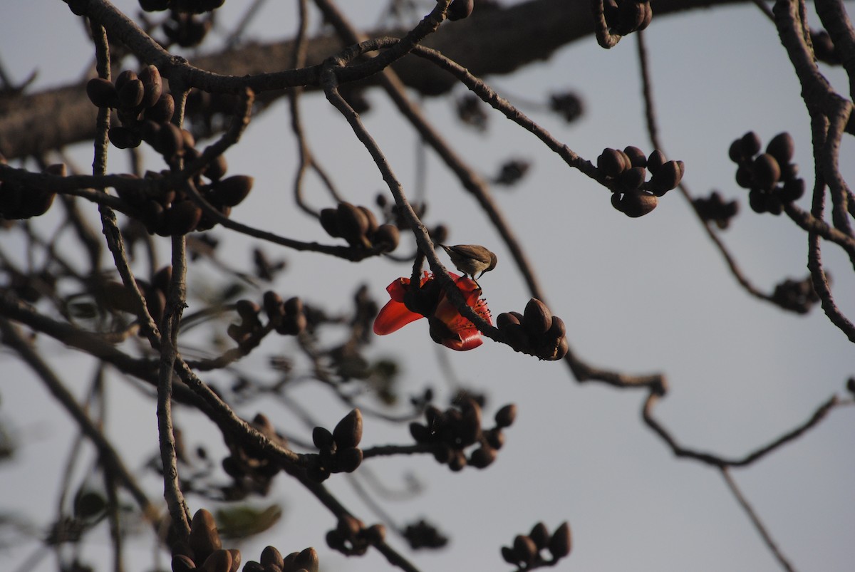 Purple Sunbird - Alyssa DeRubeis