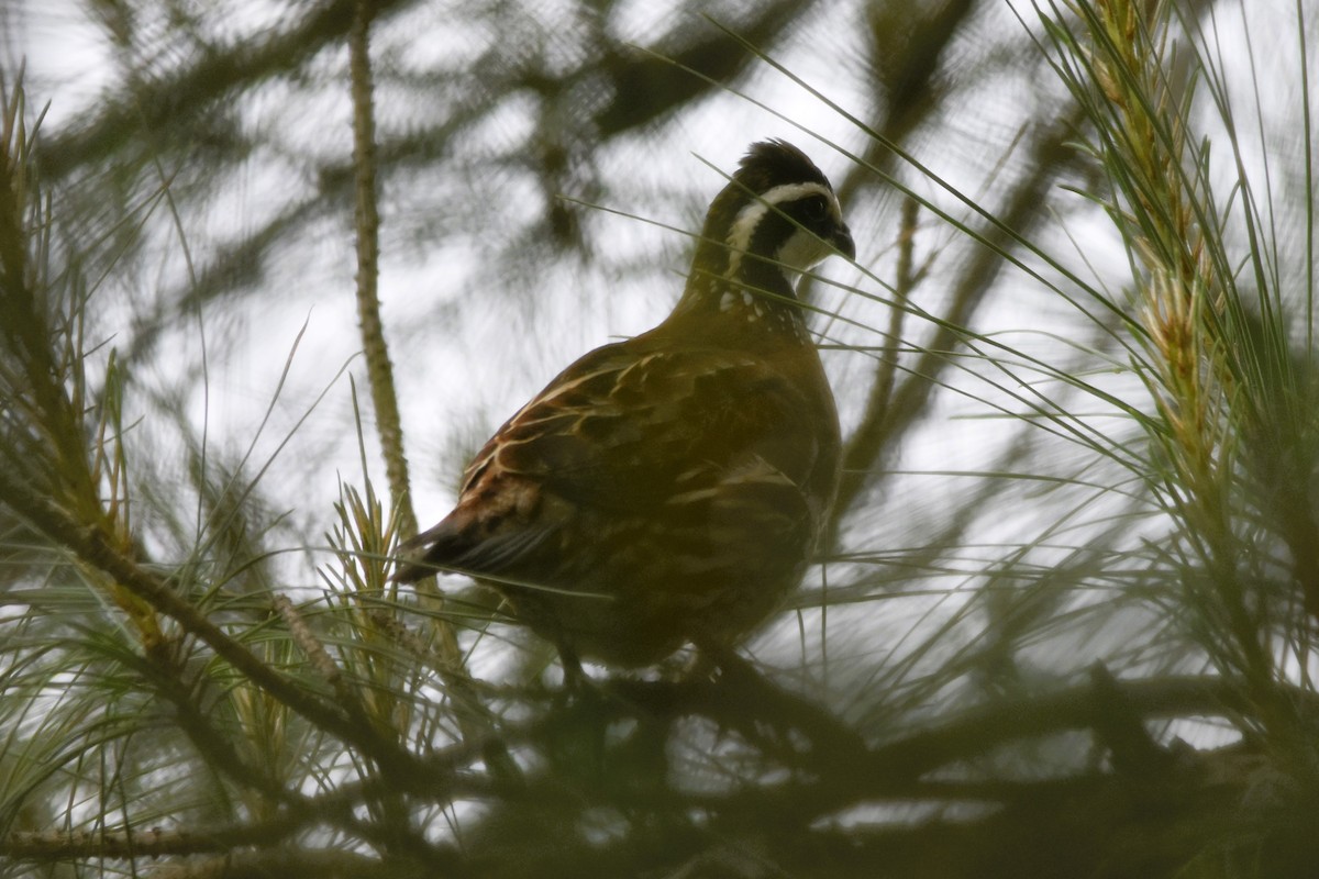 Northern Bobwhite - Mark Greene