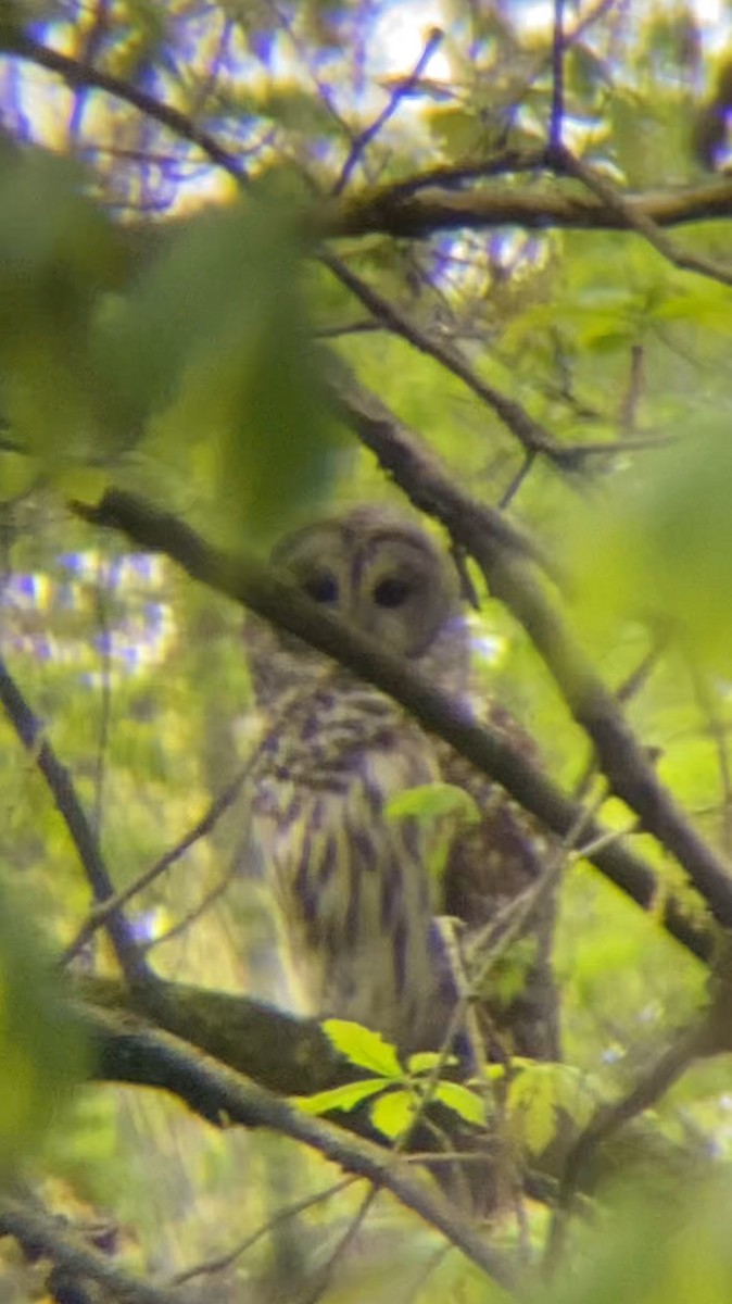 Barred Owl - ML618261161