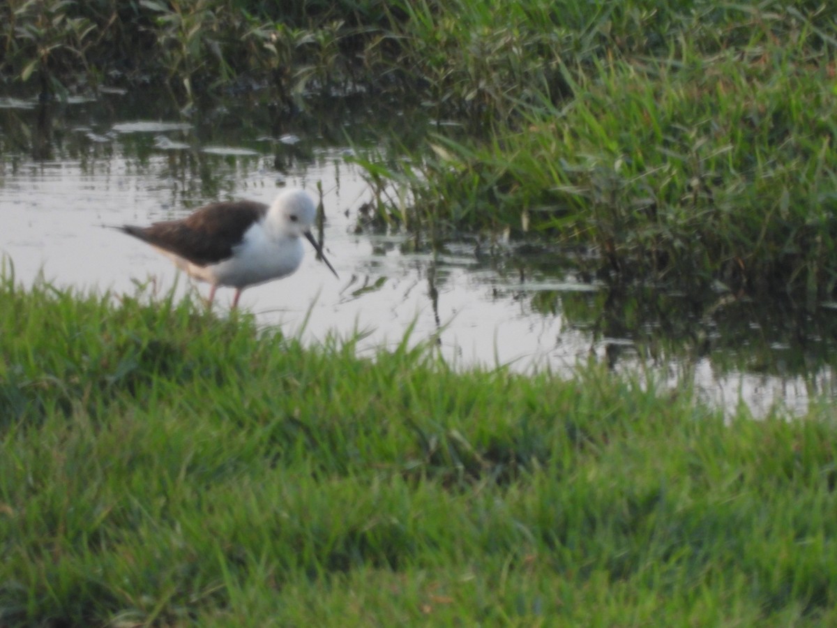 Black-winged Stilt - ML618261208