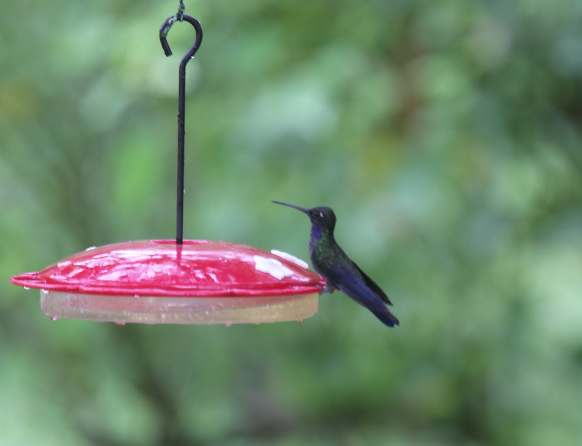 kolibřík naposký - ML618261217