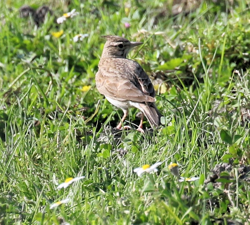 Crested Lark - Kernan Bell