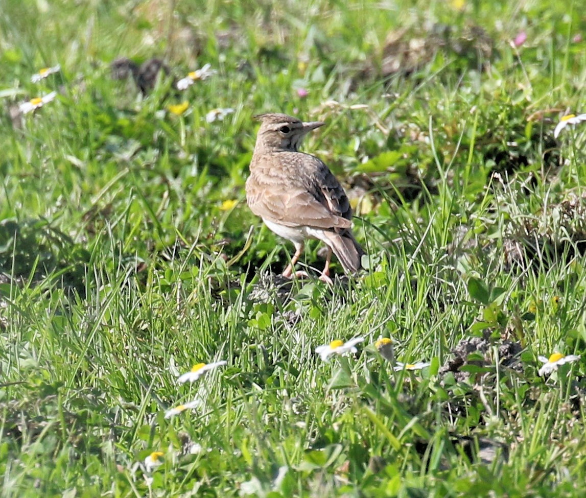 Crested Lark - Kernan Bell