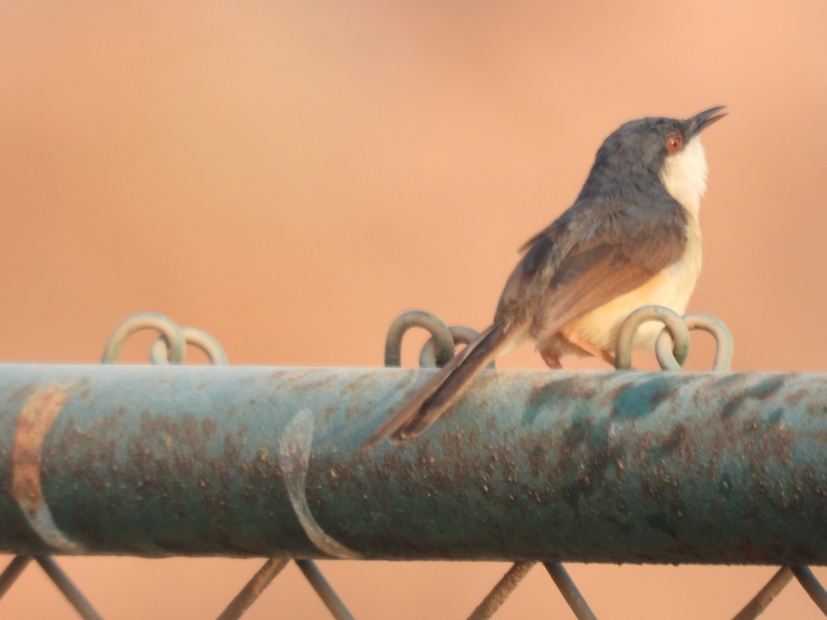 Prinia cendrée - ML618261224