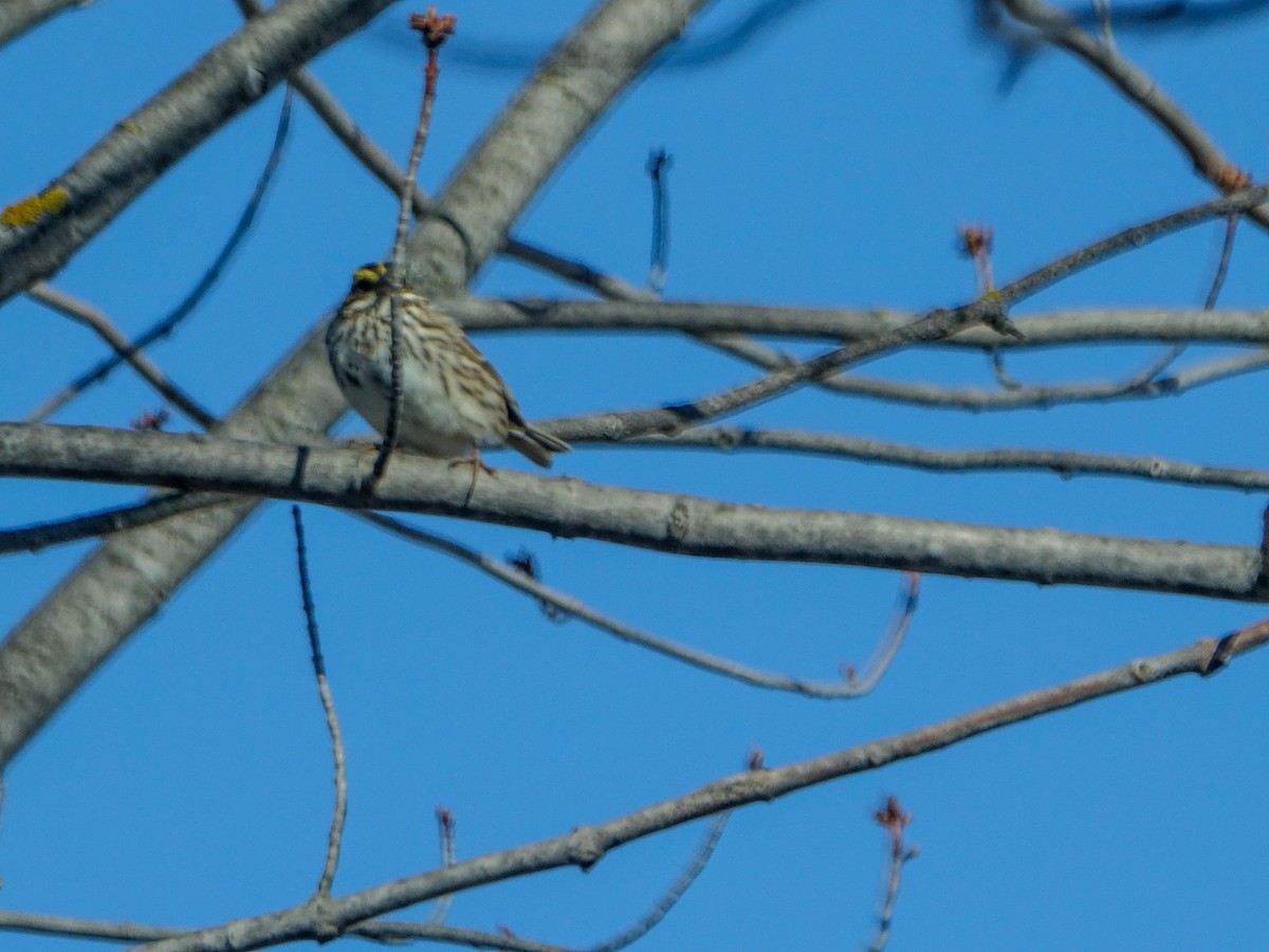 Savannah Sparrow - Denisette Laf