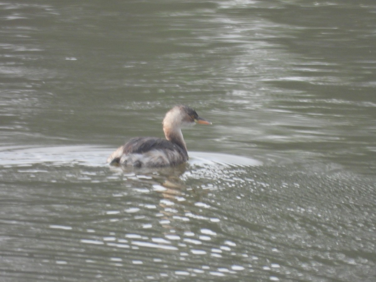 Little Grebe - ML618261242